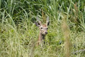 Deer spotted in Tokyo