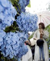 Blooming hydrangeas in Japan