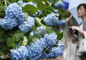 Blooming hydrangeas in Japan