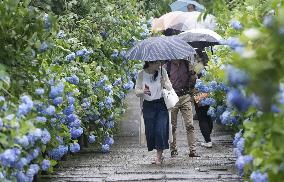 Blooming hydrangeas in Japan