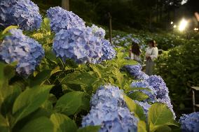 Blooming hydrangeas in Japan