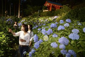 Blooming hydrangeas in Japan