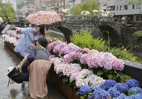 Blooming hydrangeas in Japan