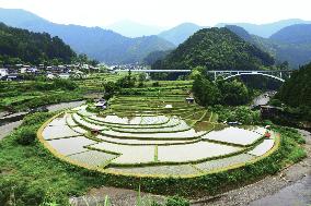 Rice terraces in western Japan