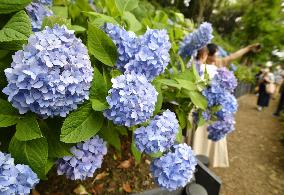 Hydrangeas at temple in eastern Japan