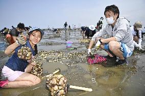 Clam digging in Japan