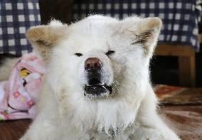 Akita dog Wasao dies
