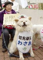 Akita dog Wasao dies