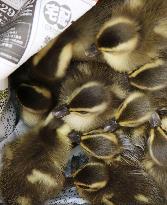 Chicks of spot-billed ducks rescued from gutter