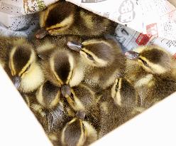 Chicks of spot-billed ducks rescued from gutter