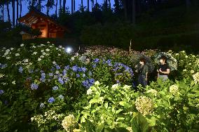 Hydrangeas lit up at Kyoto garden