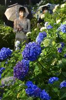 Hydrangeas lit up at Kyoto garden