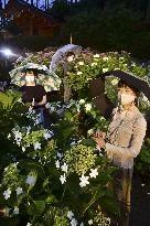 Hydrangeas lit up at Kyoto garden