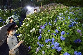 Hydrangeas lit up at Kyoto garden