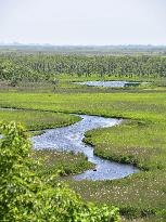Kushiro marsh in Hokkaido