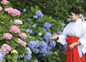 Hydrangea festival in western Japan