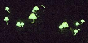 Light-emitting mushrooms in Japan