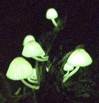 Light-emitting mushrooms in Japan