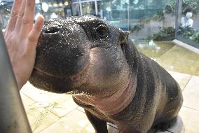 Pygmy hippo in western Japan