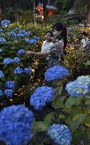 Blooming hydrangea in Kyoto