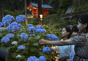 Blooming hydrangea in Kyoto