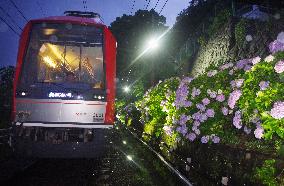 Blooming hydrangea in Japan