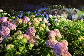 Blooming hydrangea in Kyoto