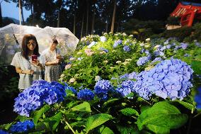 Blooming hydrangea in Kyoto