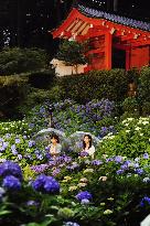 Blooming hydrangea in Kyoto