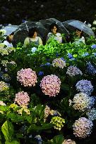 Blooming hydrangea in Kyoto