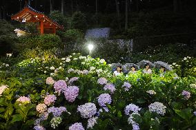 Blooming hydrangea in Kyoto