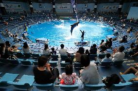 Dolphin show reopens at Tokyo aquarium