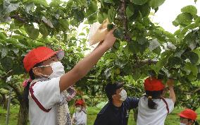 Work to improve quality of pears