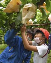 Work to improve quality of pears