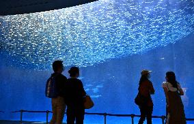 Sardines in aquarium display