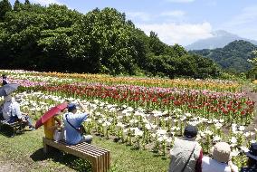 Tottori flower park in western Japan