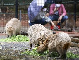 Reopening of Saitama Children's Zoo