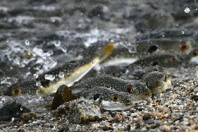 Grass puffers surge to shore in western Japan to spawn