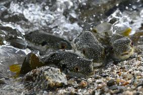 Grass puffers surge to shore in western Japan to spawn