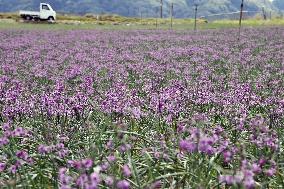 Scallion flowers in western Japan