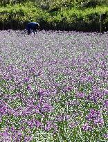 Scallion flowers in western Japan