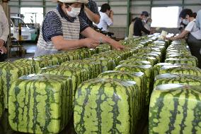 Cube-shaped watermelons in western Japan