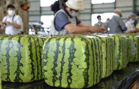 Cube-shaped watermelons in western Japan