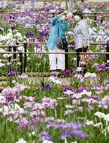 Iris flowers in Tokyo