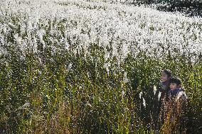 Pampas grass fields in Hakone