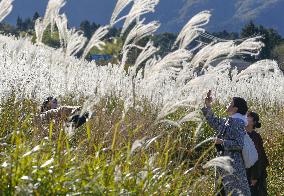 Pampas grass fields in Hakone