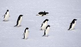 Penguins in Antarctica