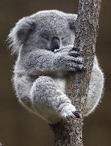 Koala at central Japan zoo