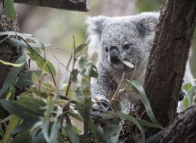 Koala at central Japan zoo