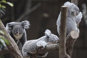 Koalas at central Japan zoo